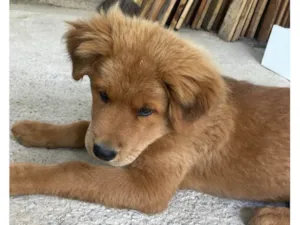 Cachorro raça Chow Chow  idade 2 a 6 meses nome Thor 