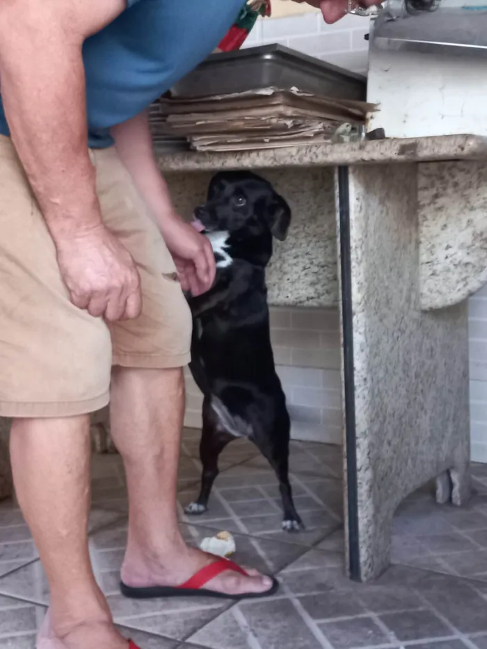 Cachorro ra a SRD-ViraLata idade 5 anos nome Pretinha