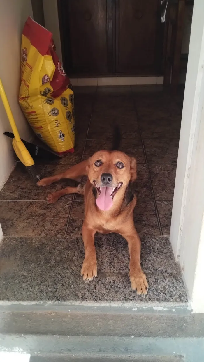 Cachorro ra a SRD-ViraLata idade 4 anos nome Teddy