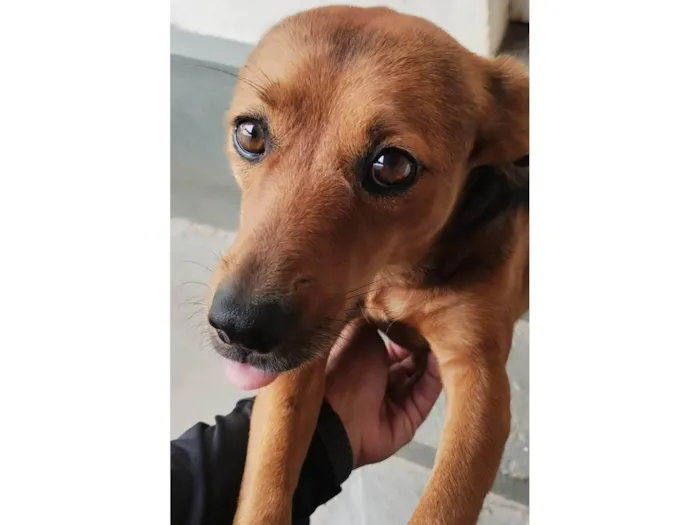 Cachorro ra a SRD-ViraLata idade 4 anos nome Teddy