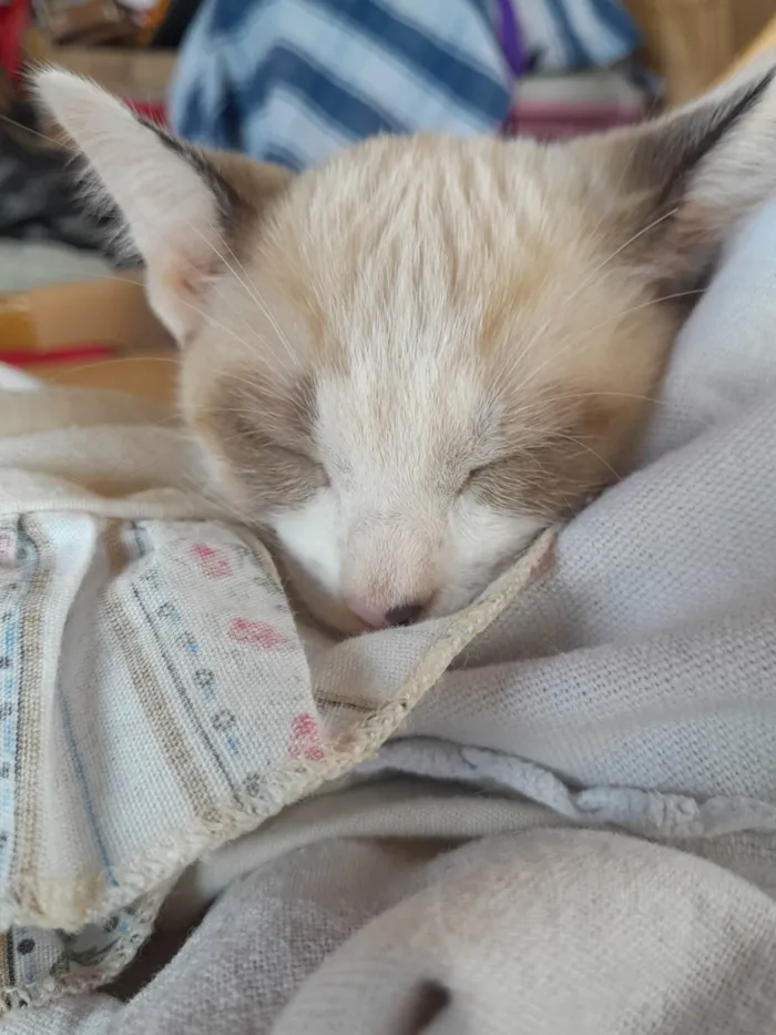 Gato ra a Sialata idade 2 a 6 meses nome Galeguinha