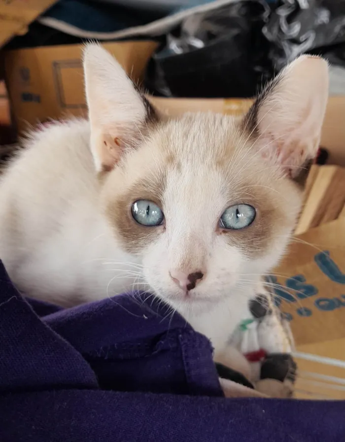 Gato ra a Sialata idade 2 a 6 meses nome Galeguinha