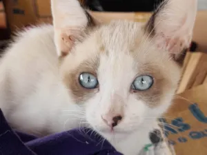 Gato raça Sialata idade 2 a 6 meses nome Galeguinha
