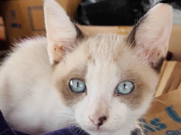 Gato ra a Sialata idade 2 a 6 meses nome Galeguinha