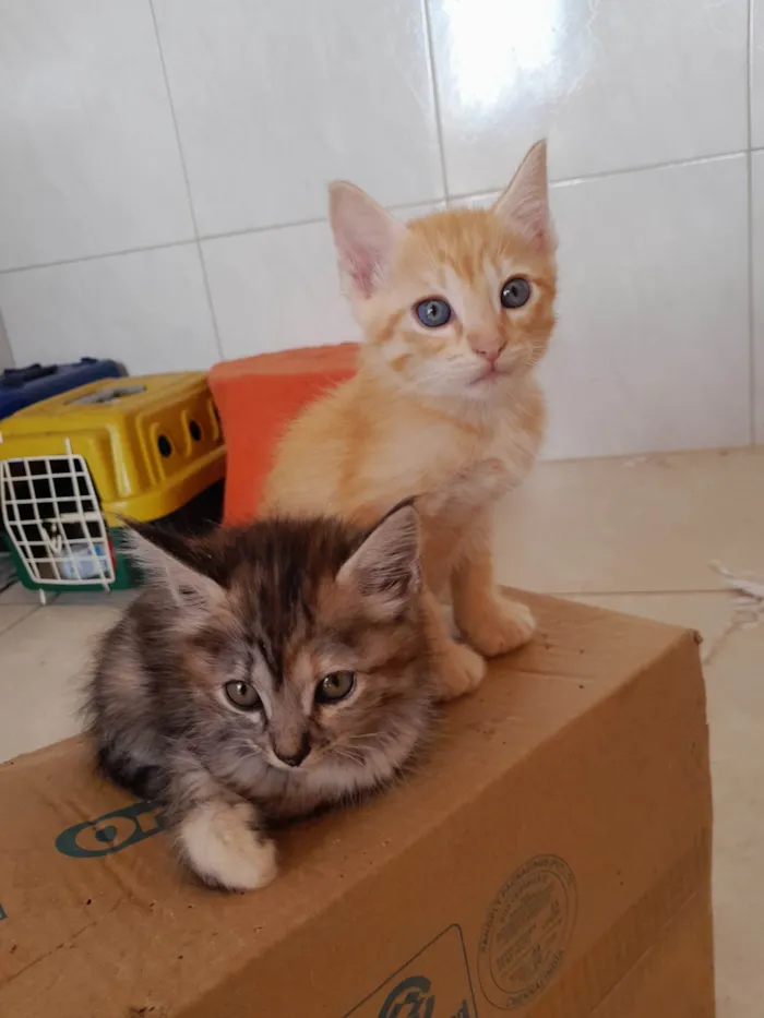 Gato ra a Srd laranja idade 2 a 6 meses nome Sany