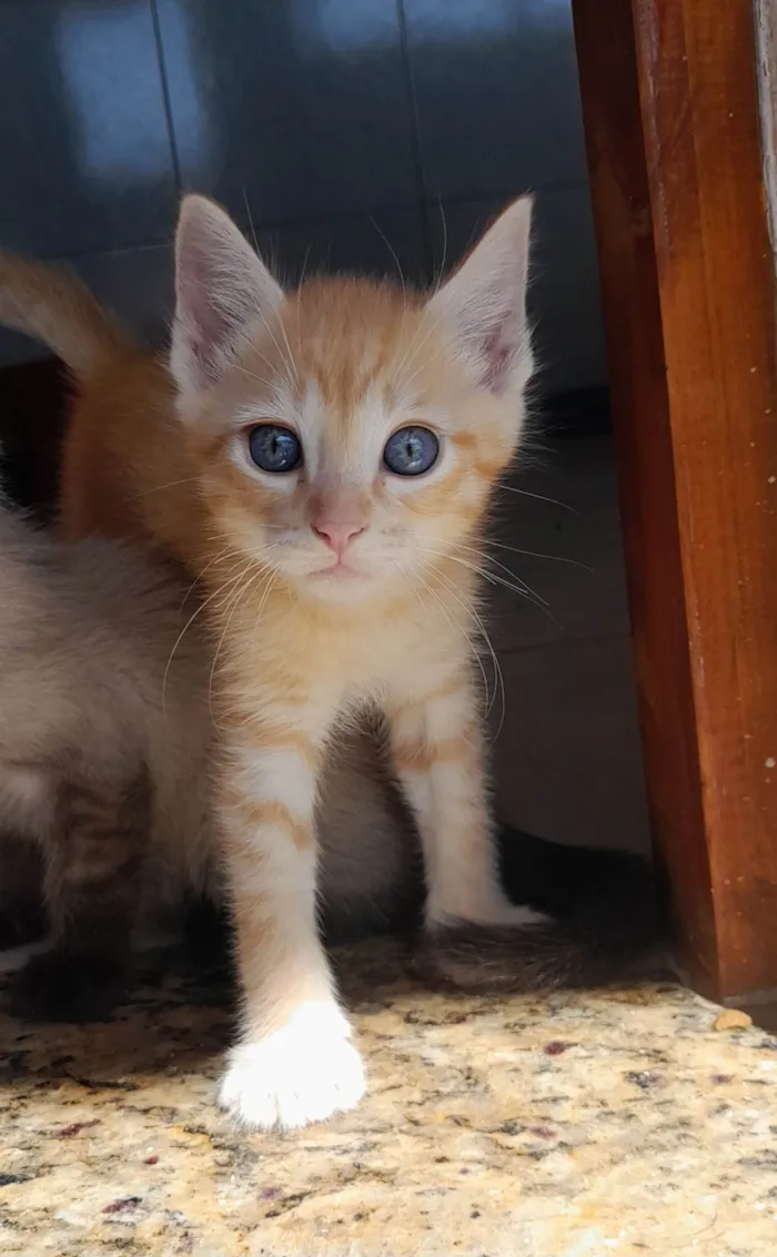 Gato ra a Srd laranja idade 2 a 6 meses nome Sany