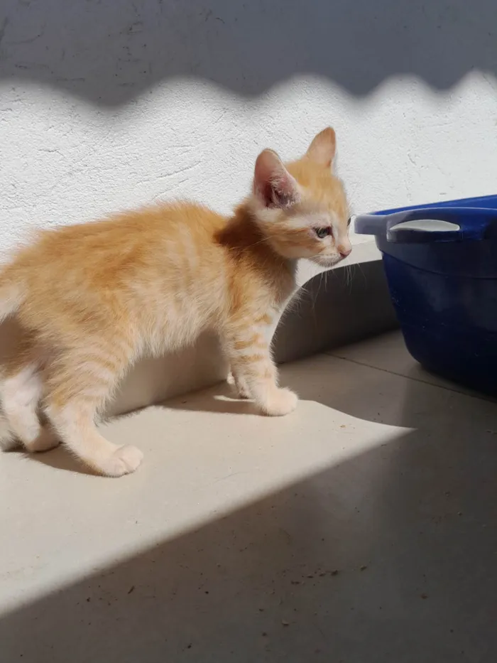 Gato ra a Srd laranja idade 2 a 6 meses nome Sany