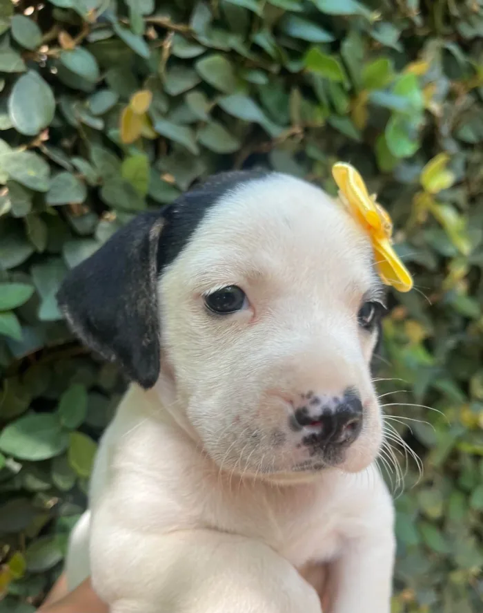 Cachorro ra a SRD-ViraLata idade 2 a 6 meses nome Kelly