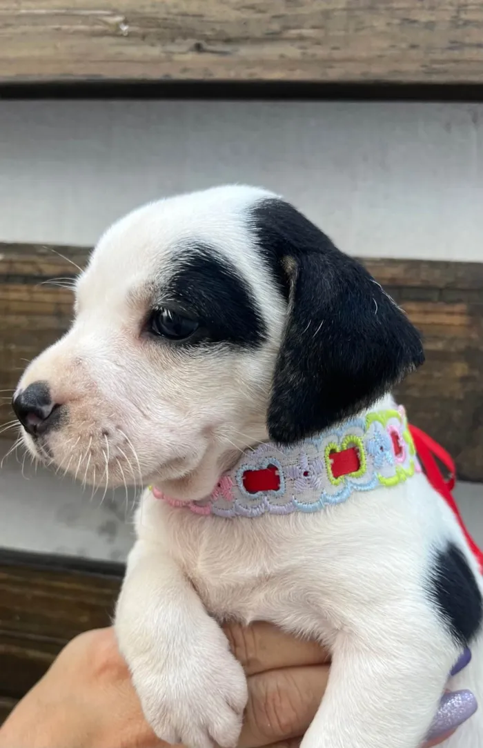 Cachorro ra a SRD-ViraLata idade 2 a 6 meses nome Kelly