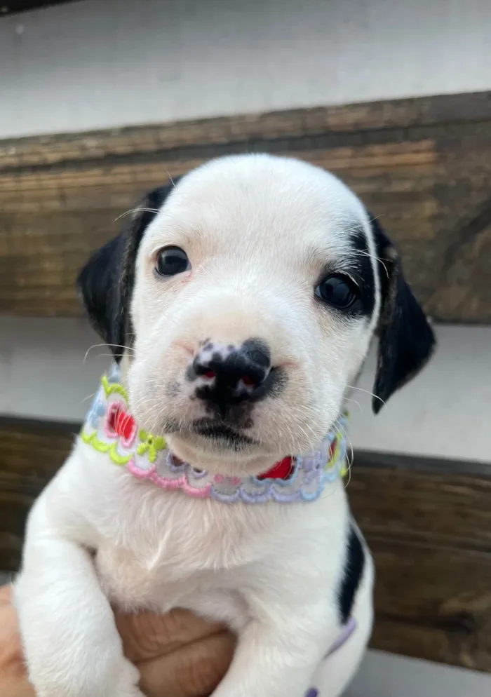 Cachorro ra a SRD-ViraLata idade 2 a 6 meses nome Kelly