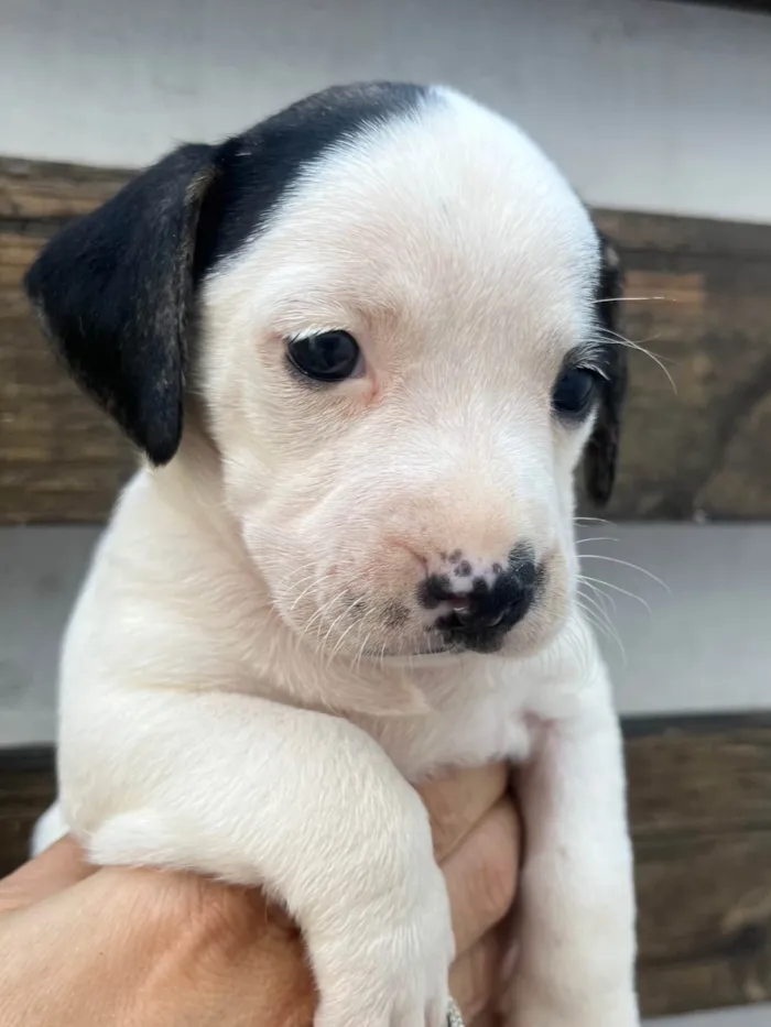 Cachorro ra a SRD-ViraLata idade 2 a 6 meses nome Kelly