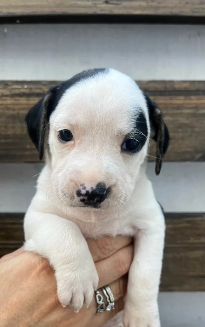 Cachorro ra a SRD-ViraLata idade 2 a 6 meses nome Kelly