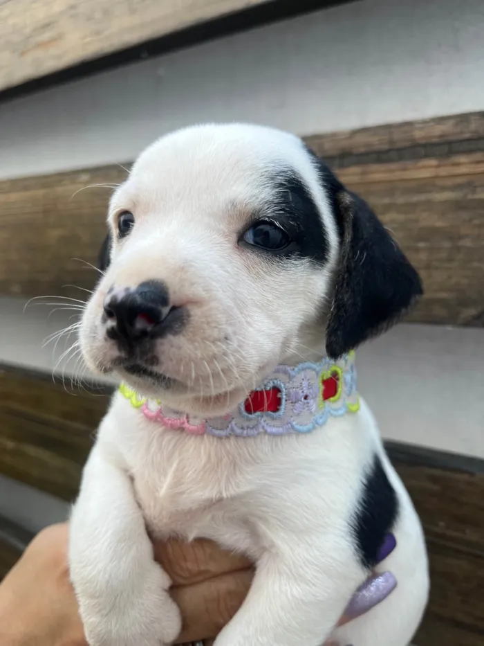 Cachorro ra a SRD-ViraLata idade 2 a 6 meses nome Kelly
