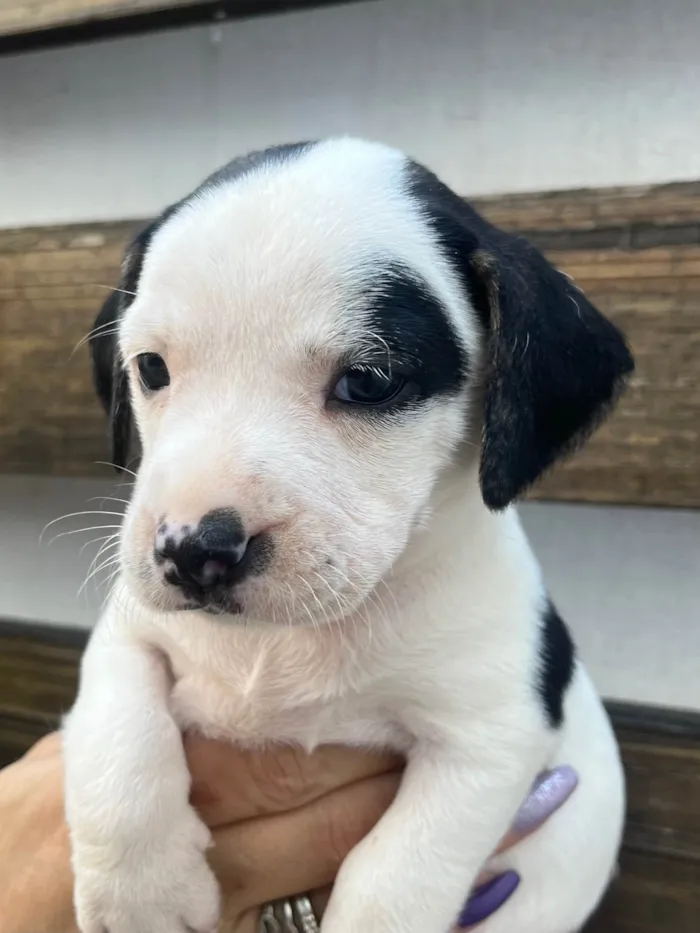 Cachorro ra a SRD-ViraLata idade 2 a 6 meses nome Kelly