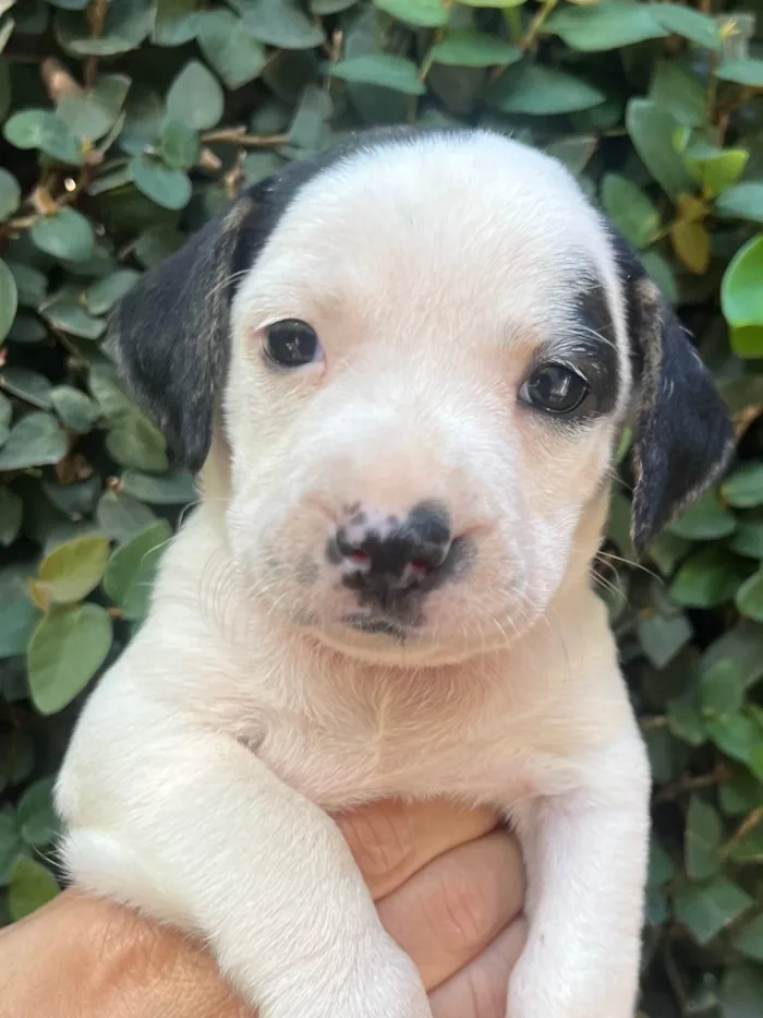 Cachorro ra a SRD-ViraLata idade 2 a 6 meses nome Kelly