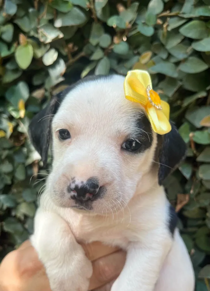 Cachorro ra a SRD-ViraLata idade 2 a 6 meses nome Kelly