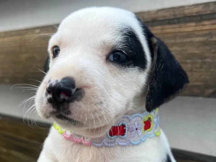 Cachorro ra a SRD-ViraLata idade 2 a 6 meses nome Kelly