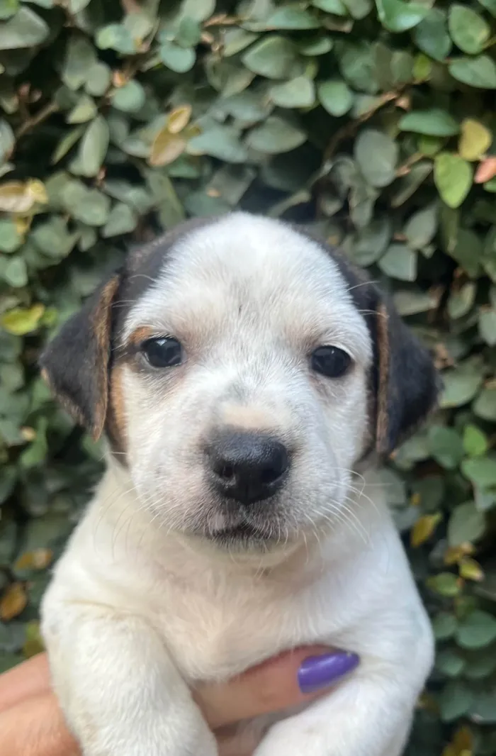 Cachorro ra a SRD-ViraLata idade 2 a 6 meses nome Kloe