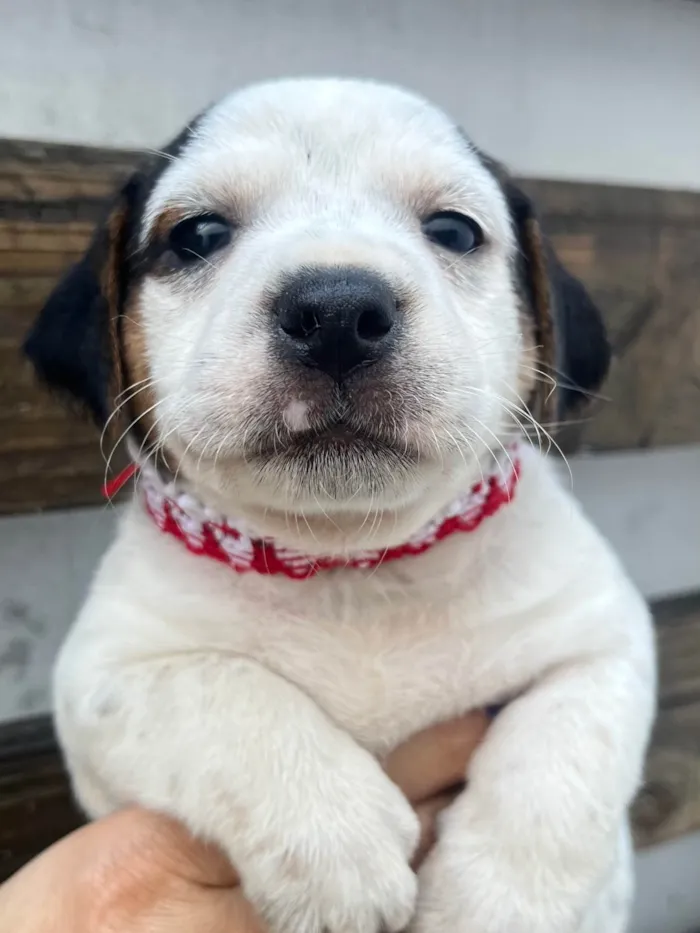 Cachorro ra a SRD-ViraLata idade 2 a 6 meses nome Kloe