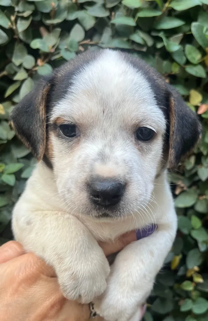 Cachorro ra a SRD-ViraLata idade 2 a 6 meses nome Kloe
