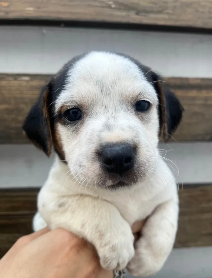 Cachorro ra a SRD-ViraLata idade 2 a 6 meses nome Kloe