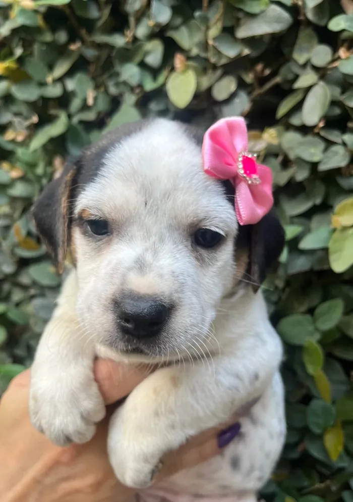 Cachorro ra a SRD-ViraLata idade 2 a 6 meses nome Kloe