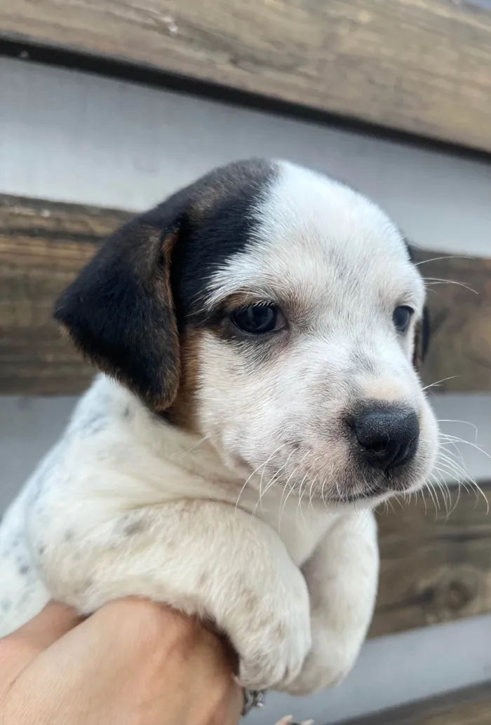 Cachorro ra a SRD-ViraLata idade 2 a 6 meses nome Kloe