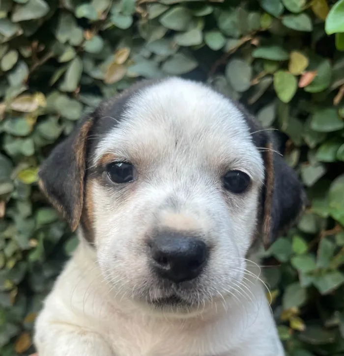 Cachorro ra a SRD-ViraLata idade 2 a 6 meses nome Kloe