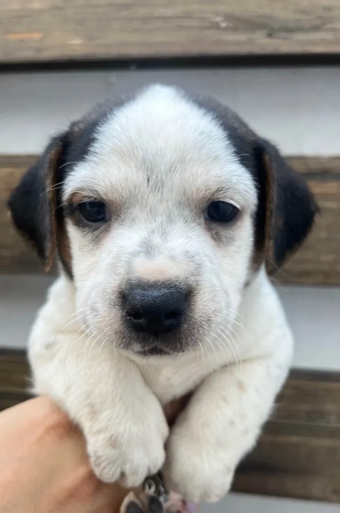 Cachorro ra a SRD-ViraLata idade 2 a 6 meses nome Kloe