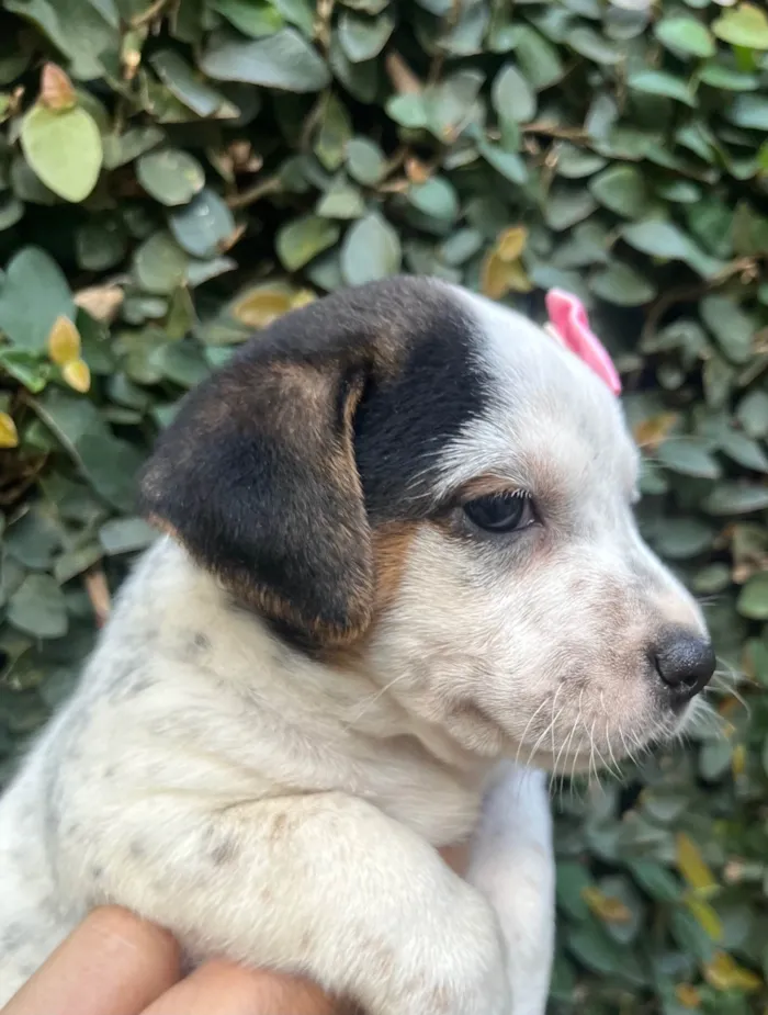 Cachorro ra a SRD-ViraLata idade 2 a 6 meses nome Kloe