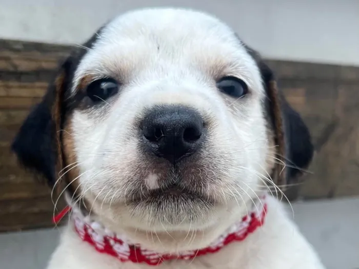 Cachorro ra a SRD-ViraLata idade 2 a 6 meses nome Kloe