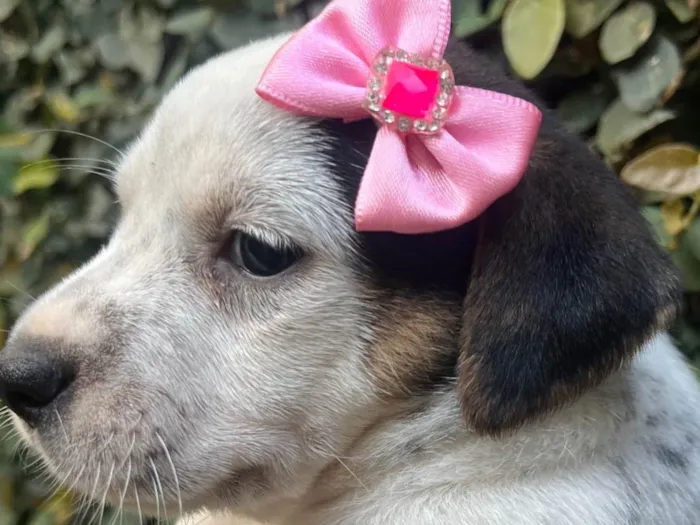 Cachorro ra a SRD-ViraLata idade 2 a 6 meses nome Kloe