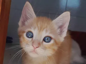 Gato raça Srd laranja idade 2 a 6 meses nome Sany