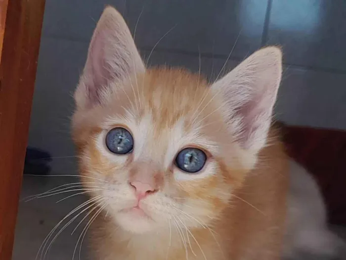 Gato ra a Srd laranja idade 2 a 6 meses nome Sany