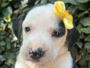 Cachorro raça SRD-ViraLata idade 2 a 6 meses nome Kelly