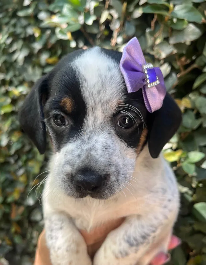Cachorro ra a SRD-ViraLata idade 2 a 6 meses nome Kuka