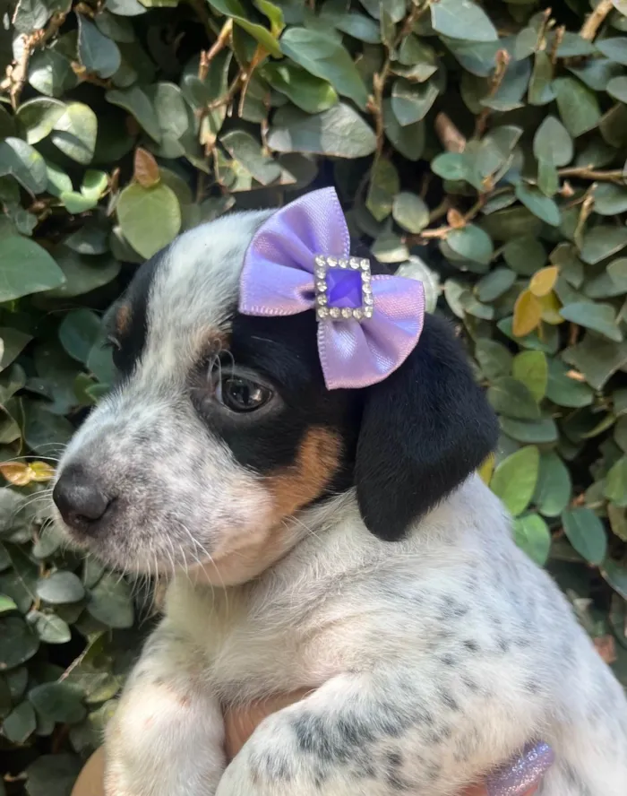 Cachorro ra a SRD-ViraLata idade 2 a 6 meses nome Kuka