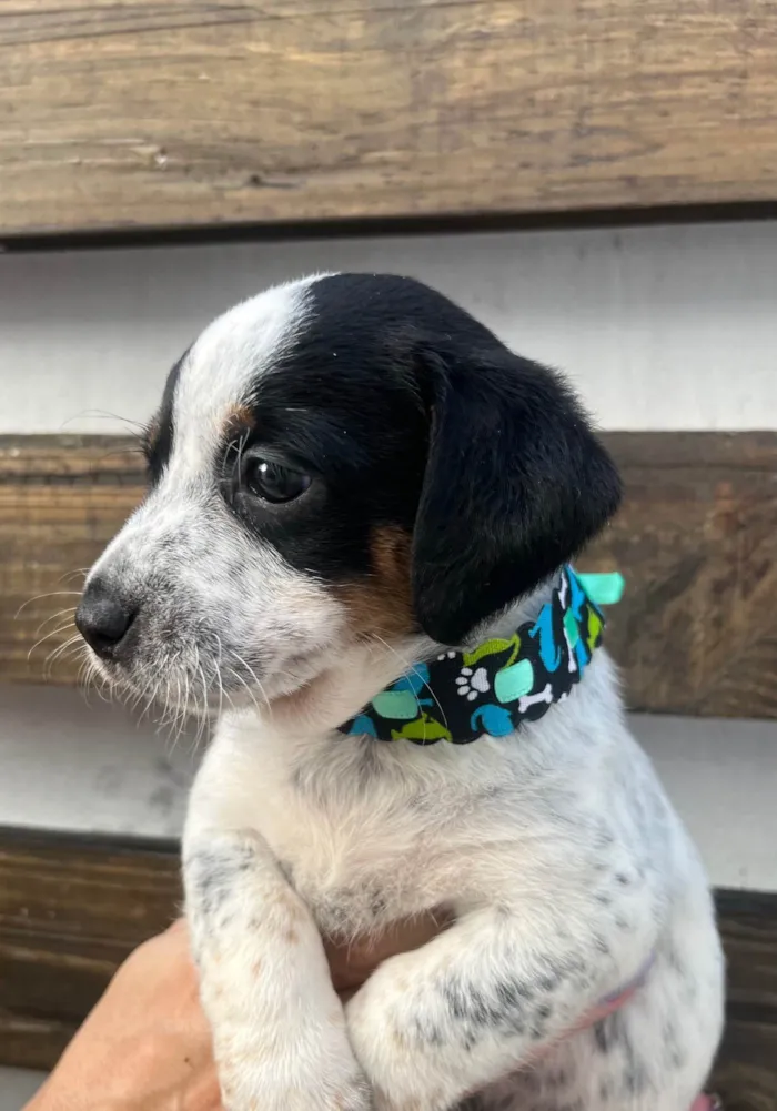 Cachorro ra a SRD-ViraLata idade 2 a 6 meses nome Kuka