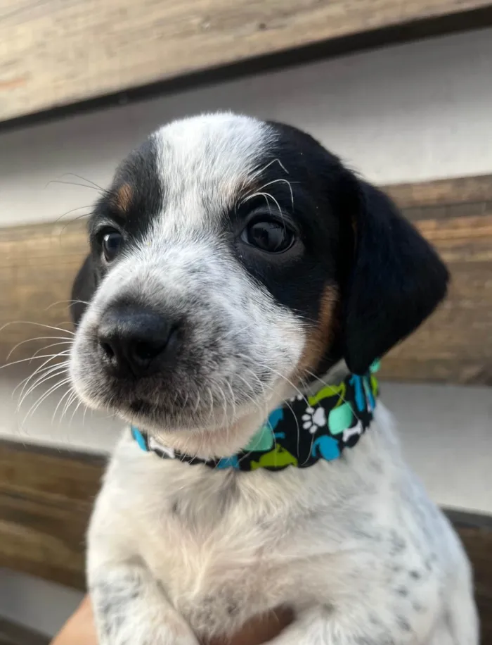 Cachorro ra a SRD-ViraLata idade 2 a 6 meses nome Kuka