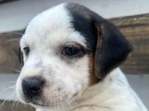 Cachorro raça SRD-ViraLata idade 2 a 6 meses nome Kloe