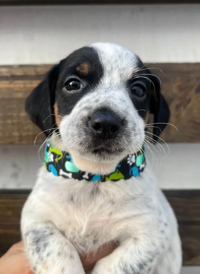 Cachorro ra a SRD-ViraLata idade 2 a 6 meses nome Kuka