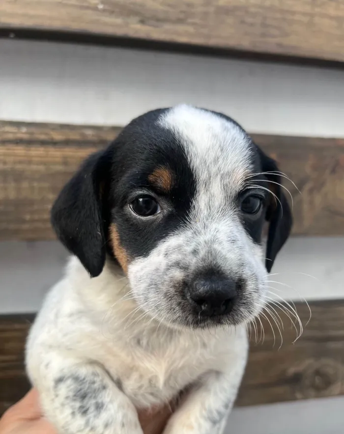 Cachorro ra a SRD-ViraLata idade 2 a 6 meses nome Kuka