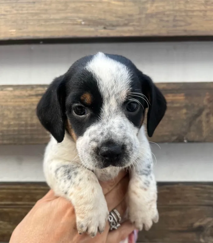 Cachorro ra a SRD-ViraLata idade 2 a 6 meses nome Kuka