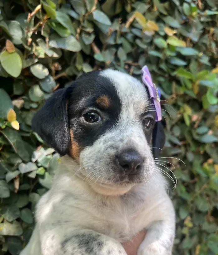 Cachorro ra a SRD-ViraLata idade 2 a 6 meses nome Kuka