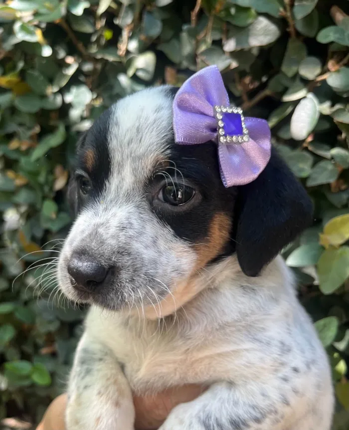 Cachorro ra a SRD-ViraLata idade 2 a 6 meses nome Kuka