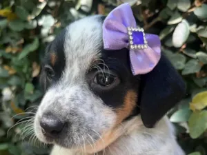 Cachorro raça SRD-ViraLata idade 2 a 6 meses nome Kuka