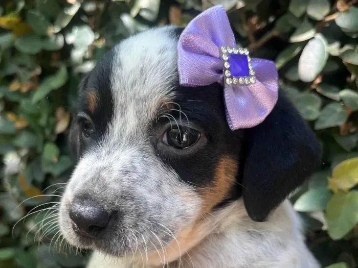 Cachorro ra a SRD-ViraLata idade 2 a 6 meses nome Kuka