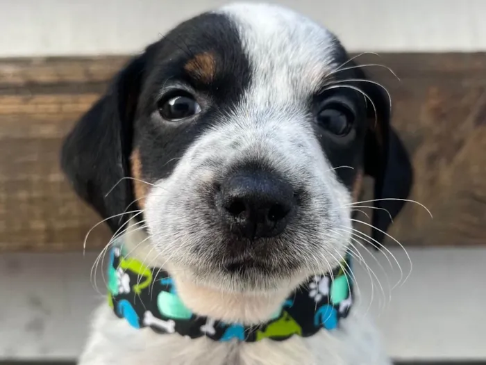Cachorro ra a SRD-ViraLata idade 2 a 6 meses nome Kuka