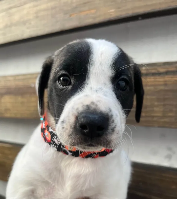 Cachorro ra a SRD-ViraLata idade 2 a 6 meses nome Kate