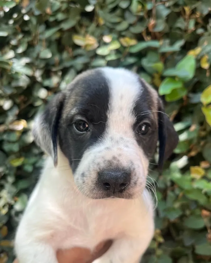 Cachorro ra a SRD-ViraLata idade 2 a 6 meses nome Kate